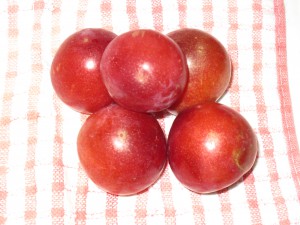koudu 067